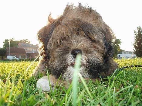 Lhasa apso Simba - Zzzz Jeg er lidt træt, det er alt for tidligt om morgenen... billede 7