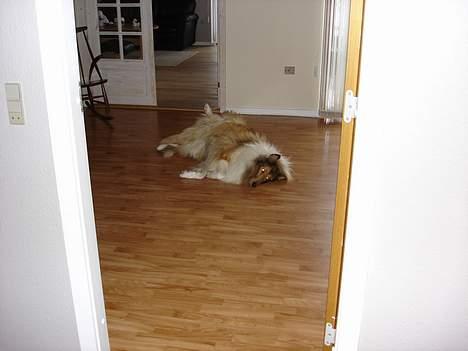 Collie langhåret Tello RIP :´-( - Fredags slapper billede 9