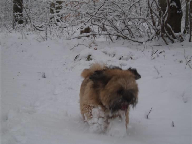 Lhasa apso Simba billede 8