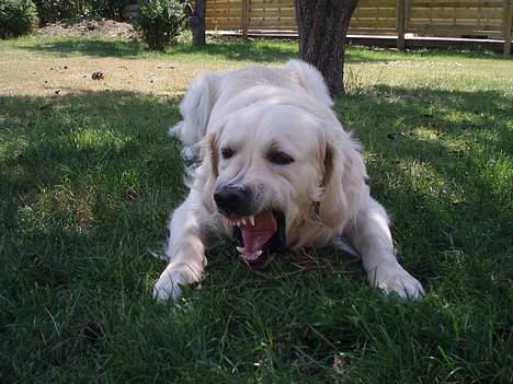 Golden retriever Aiko  - faarliiq hund heh eller ikke? billede 12