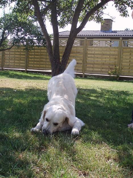 Golden retriever Aiko  - fræk sakken billede 13