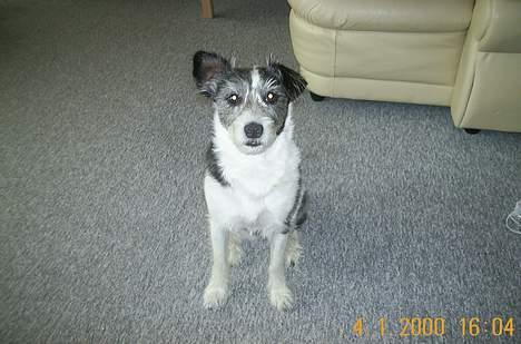 Blanding af racer Kiki - kiki kigger i kameraet billede 1