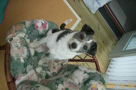 Blanding af racer Kiki - jeg er klar til at lege :) billede 3