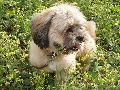 Lhasa apso Simba billede 9