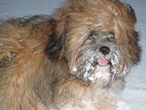 Lhasa apso Simba - Snevejr kan de godt lide de kære hunde billede 10
