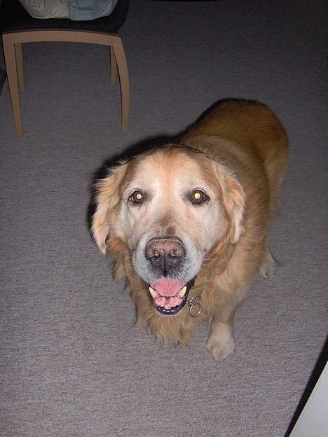 Golden retriever Dajovi´s Loui Amiga *død* billede 1