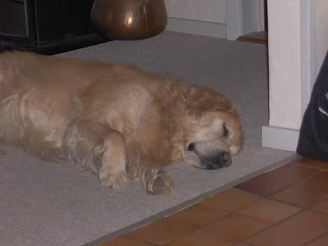 Golden retriever Dajovi´s Loui Amiga *død* billede 2