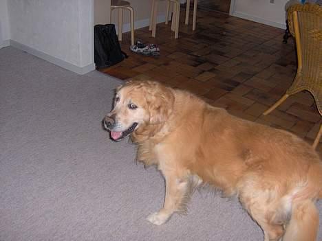 Golden retriever Dajovi´s Loui Amiga *død* billede 3