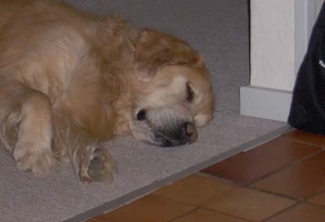 Golden retriever Dajovi´s Loui Amiga *død* billede 4