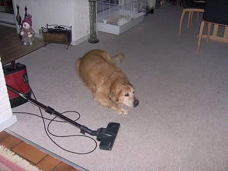 Golden retriever Dajovi´s Loui Amiga *død* billede 5