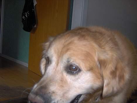 Golden retriever Dajovi´s Loui Amiga *død* billede 6