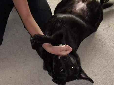 Blanding af racer Tessie - Leger med mia <3 Ijj . det er sjovt at bide hende i hånden billede 14