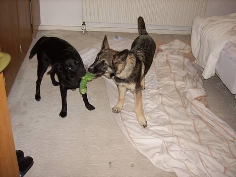 Blanding af racer Tessie - Foxie min bedste lege kammerat billede 15