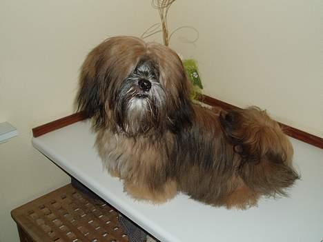Lhasa apso Simba - Se lige min pels... billede 11