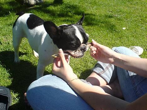 Fransk bulldog Bonnie - hmmm... pind... dejlige pind billede 3