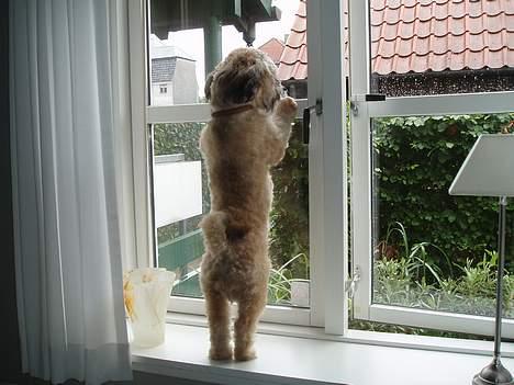 Lhasa apso Simba - Hov... Der var en kat billede 12