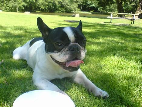 Fransk bulldog Bonnie - puha... det er hårdt at være ved skovsøen med mor og far... pyha, giv mig en pause... billede 4