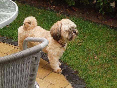 Lhasa apso Simba - Sådan ser jeg ud når jeg er nyklippet... billede 13