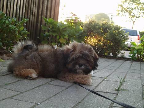 Lhasa apso Simba - Jeg er bare en lille putte nutte hvalp der vil krammes! billede 14