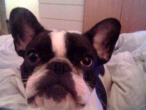 Fransk bulldog Bonnie - hva nu? mad??? billede 5