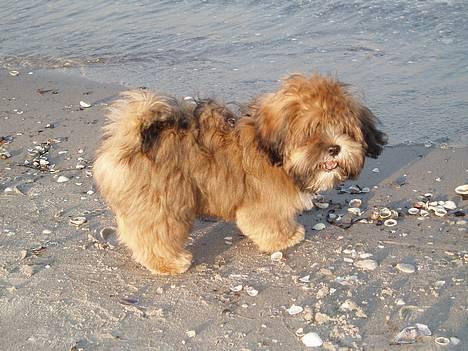 Lhasa apso Simba - Hva´ så... Skal vi lege? billede 15