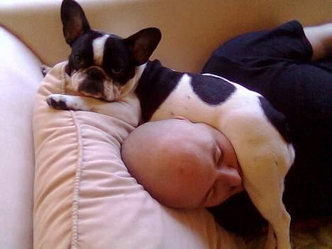 Fransk bulldog Bonnie - lugter min numse far?? he he... billede 6