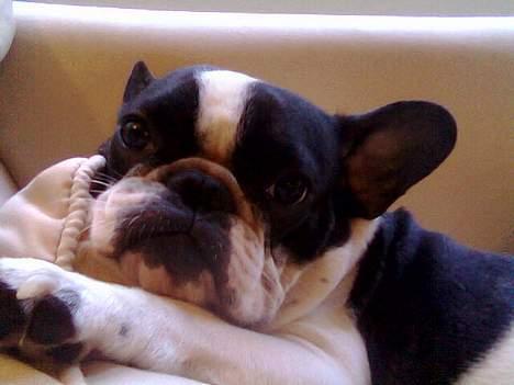 Fransk bulldog Bonnie - jeg elsker bare de nye sofaer...zzz... sovedyr.. billede 7