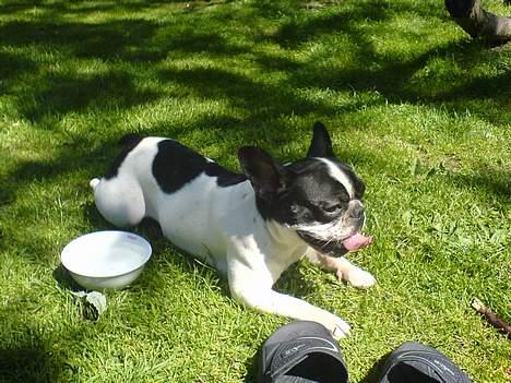 Fransk bulldog Bonnie - elsker solskin og is.... weee billede 8