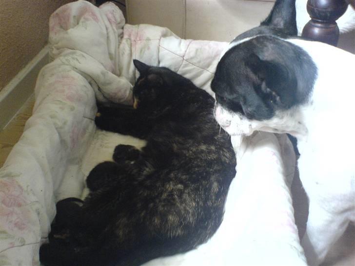 Fransk bulldog Bonnie - SEEEE Missen har fået små killinger... billede 9