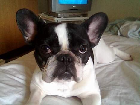 Fransk bulldog Bonnie - WHAT? billede 10