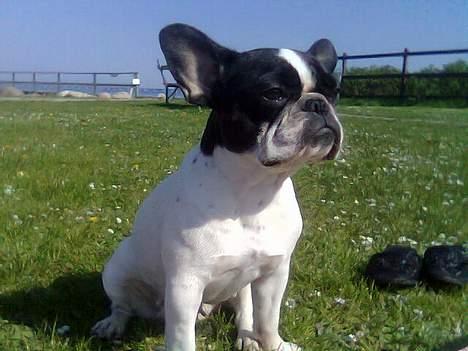 Fransk bulldog Bonnie - HMM... nyder solskinsvejret..  billede 11
