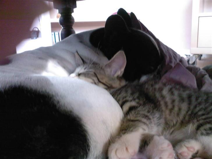 Fransk bulldog Bonnie - sover sammen med min bedste ven.. billede 12