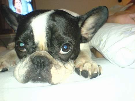Fransk bulldog Bonnie - sove lidt mere mor.. kom nu over i seng... billede 13
