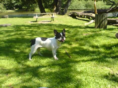 Fransk bulldog Bonnie - se mig, se mig..... kom mor vi skal lege billede 14