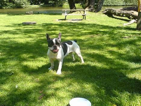 Fransk bulldog Bonnie - kom nuuuuuuu mor...  billede 15