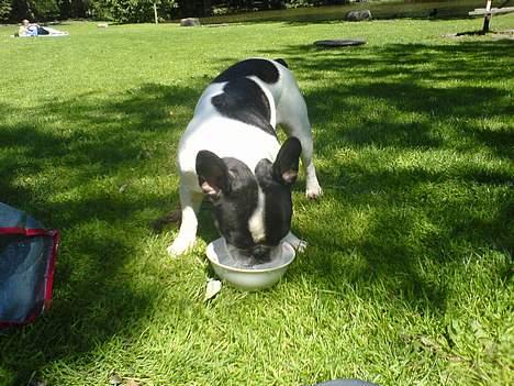 Fransk bulldog Bonnie - ahh.. en lille sjus.. hik billede 16