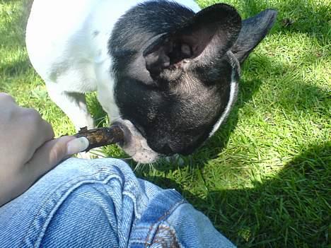 Fransk bulldog Bonnie - gi mig den sååå.... billede 17