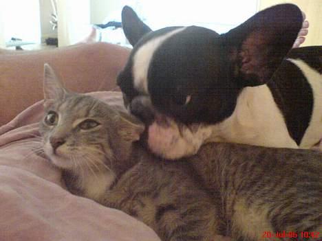 Fransk bulldog Bonnie - slik på katten sir du.... hey.. du har noget i øret billede 18