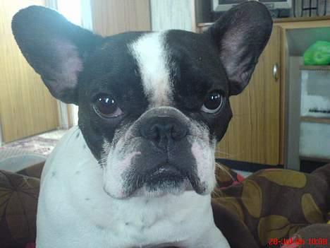 Fransk bulldog Bonnie - skal vi allerede op?? troede vi var på ferie......!!! billede 19