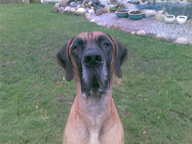 Grand danois Bufas - Kaptajn skumskæg.... billede 20