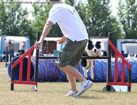 Border collie Max billede 9