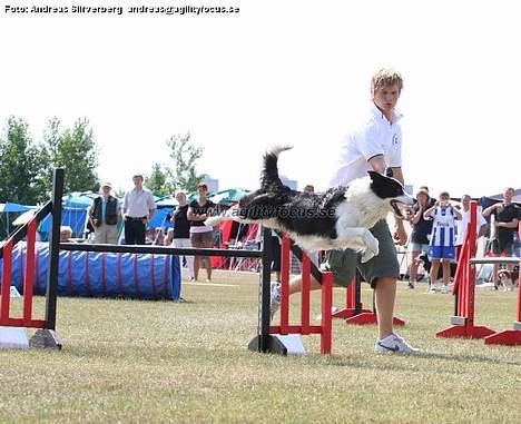 Border collie Max billede 10