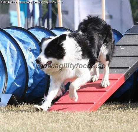 Border collie Max billede 11