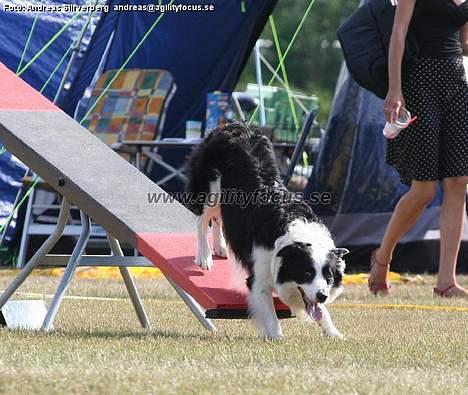 Border collie Max billede 12