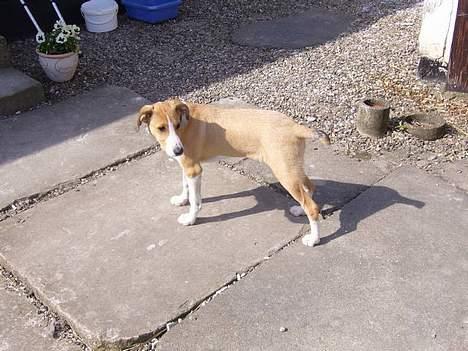 Blanding af racer bailey billede 11