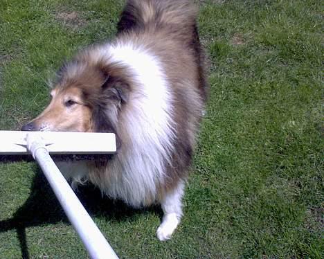 Collie langhåret Carrot R.I.P <3 billede 11