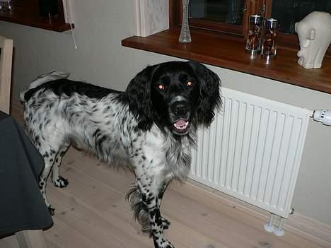 Grosser Münsterländer Aro billede 11