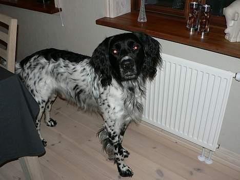 Grosser Münsterländer Aro - hov stod du der...... billede 12