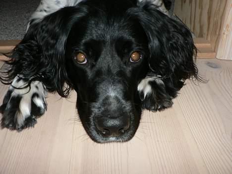 Grosser Münsterländer Aro - De kalder mig også ´sukkertop´ - så sød er jeg bare........ billede 13