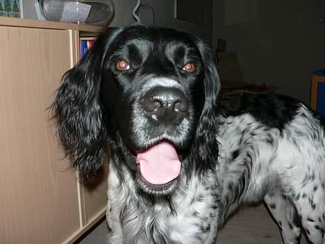 Grosser Münsterländer Aro billede 14